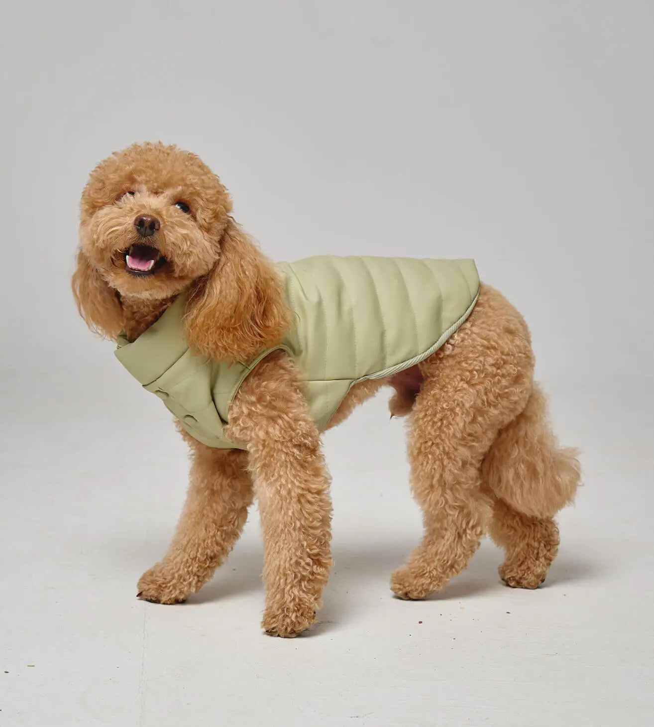 Puffer Dog Vest “PAWSome fashionista”