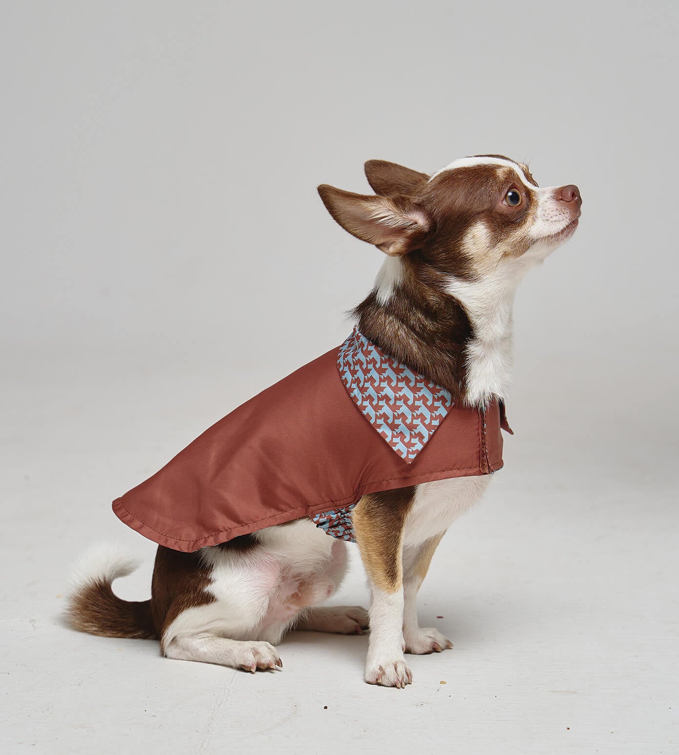 Dog reversible raincoat “Wet fashioNOSE”